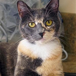 Meet your Posher, Kira